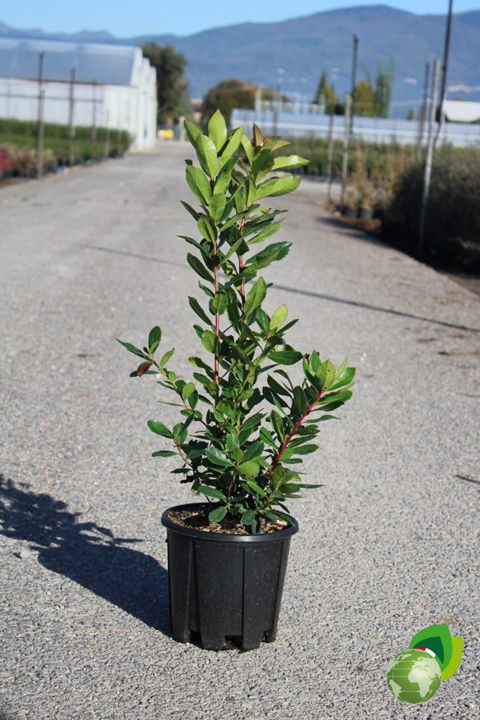 Arbutus Unedo