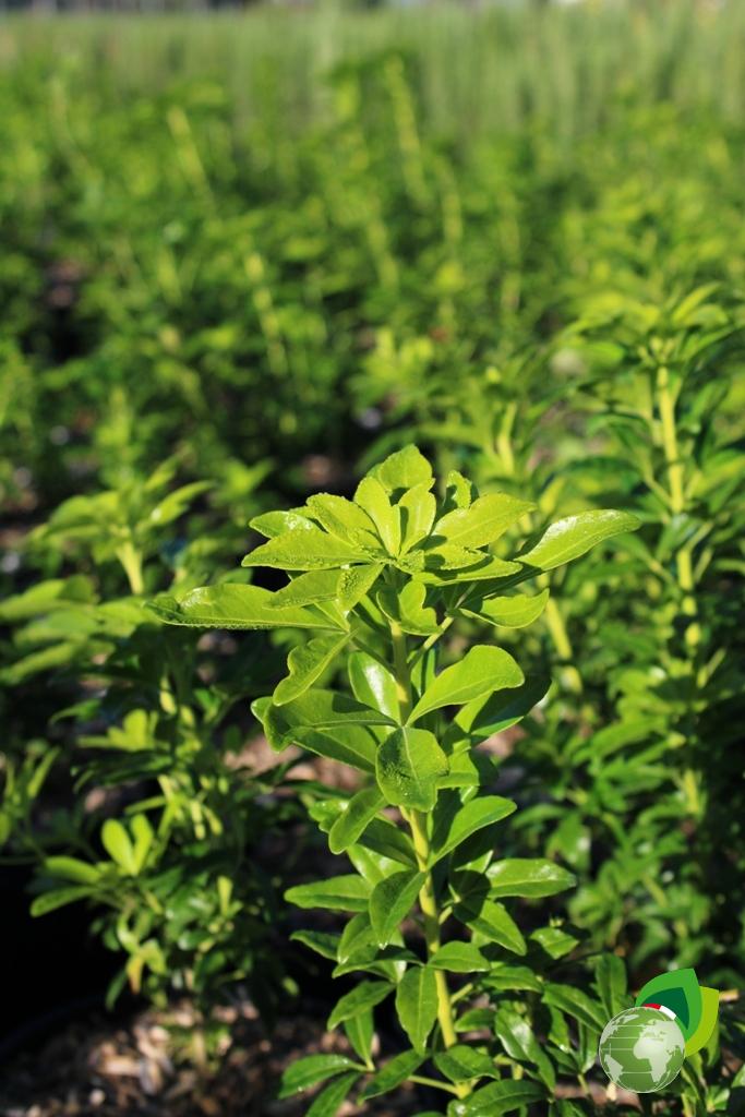Choisya Ternata Effetto