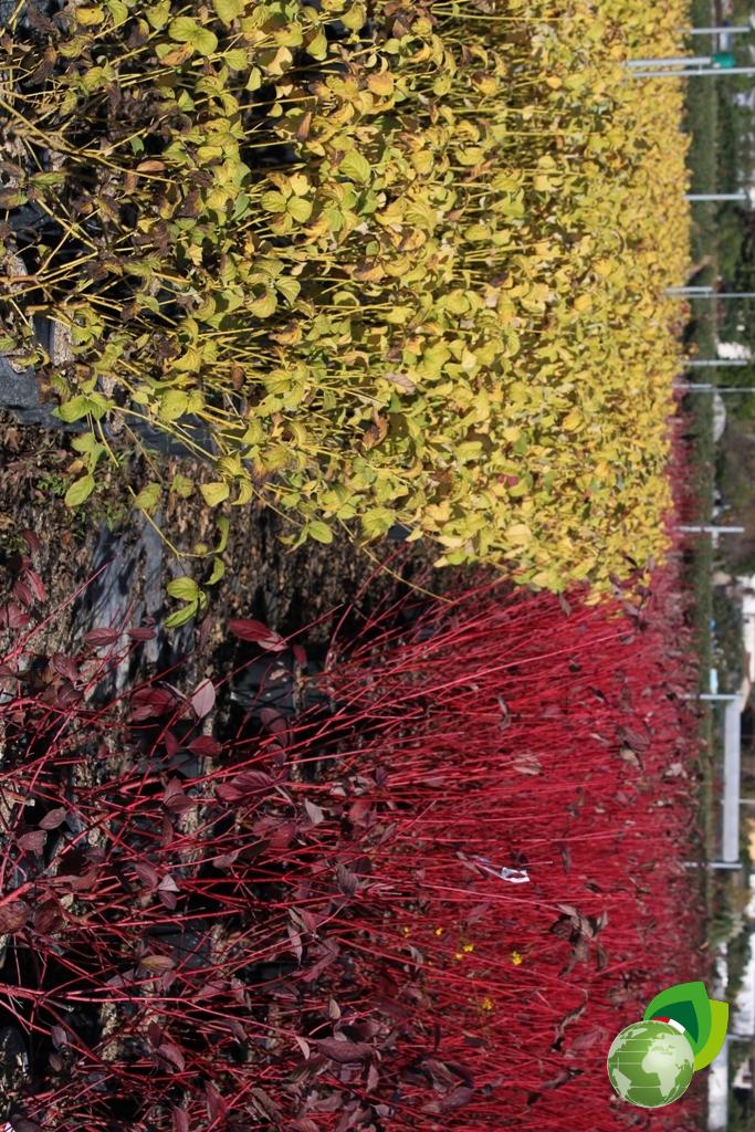 Cornus Abbinamenti