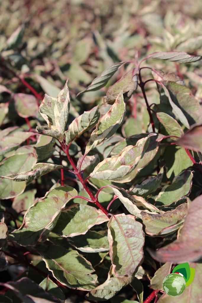 Cornus Alba Elegantissima Dettaglio 1