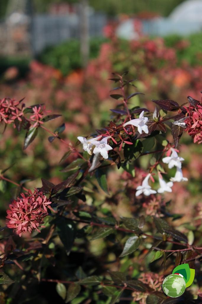 Abelia Grandiflora Dettaglio