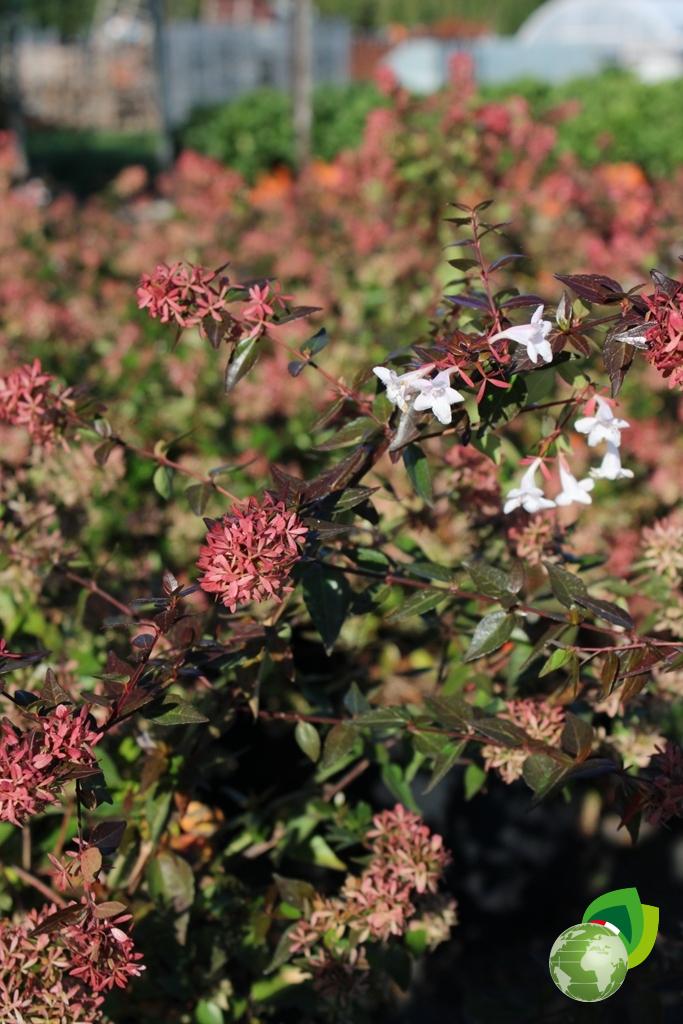 Abelia Grandiflora Effetto