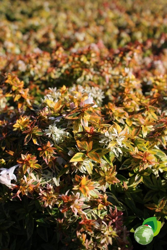 Abelia Kaleidoscope Dettaglio 2