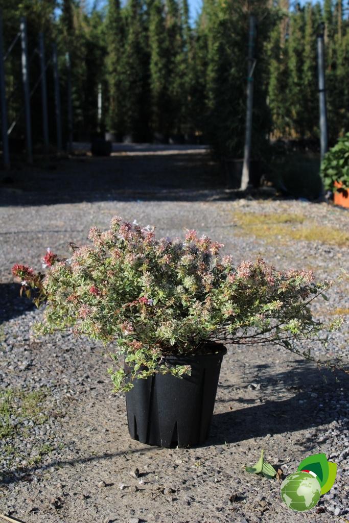Abelia Sparking Silver 1