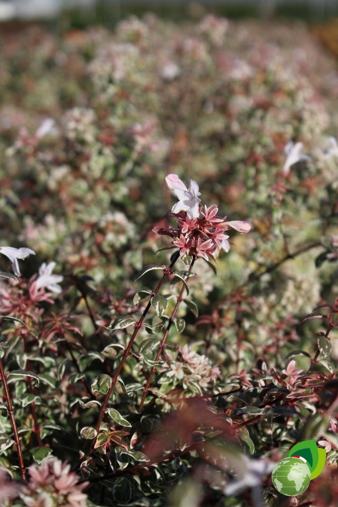 Abelia Sparking Silver Dettaglio 1