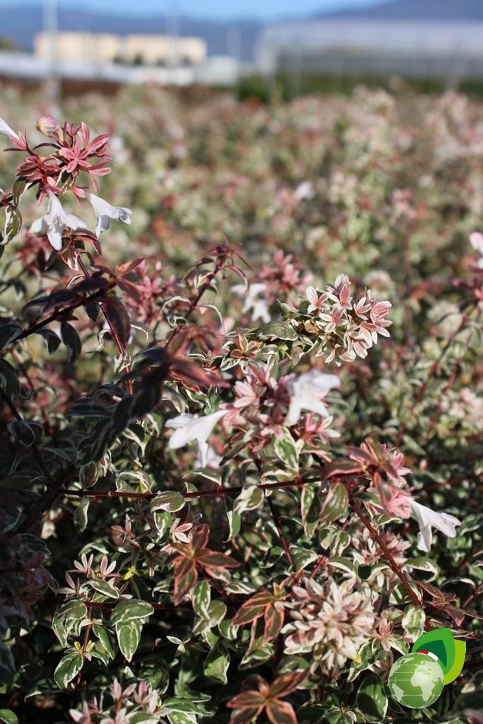 Abelia Sparking Silver Dettaglio 4