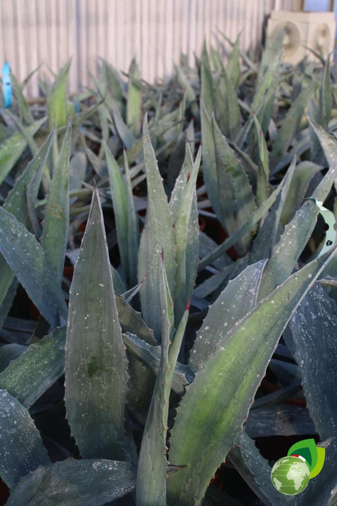Agave Americana Dettaglio