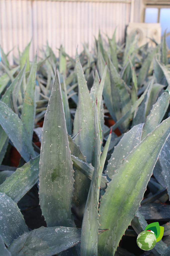 Agave Americana Effetto