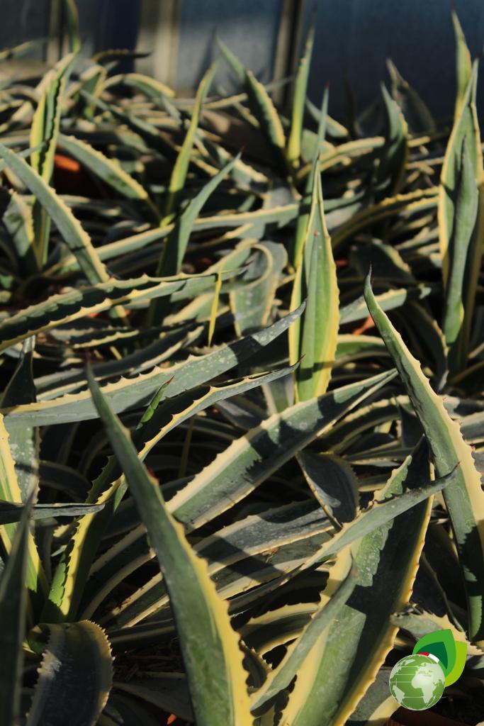 Agave Americana Variegata Dettaglio