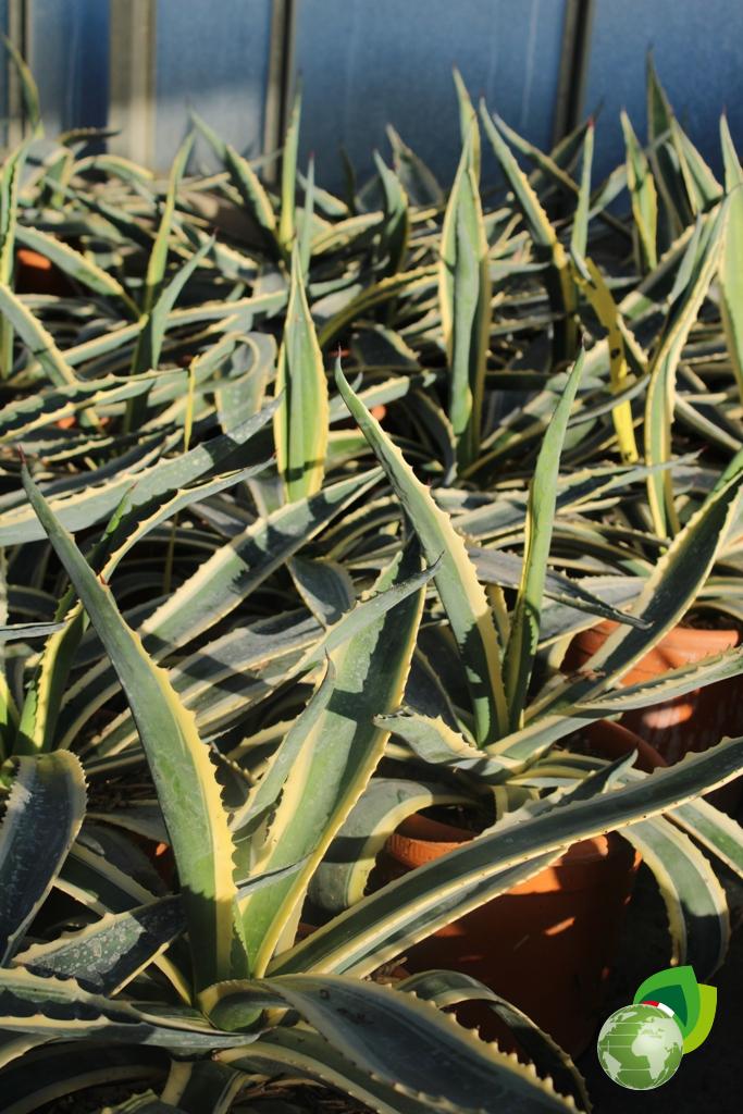 Agave Americana Variegata Effetto