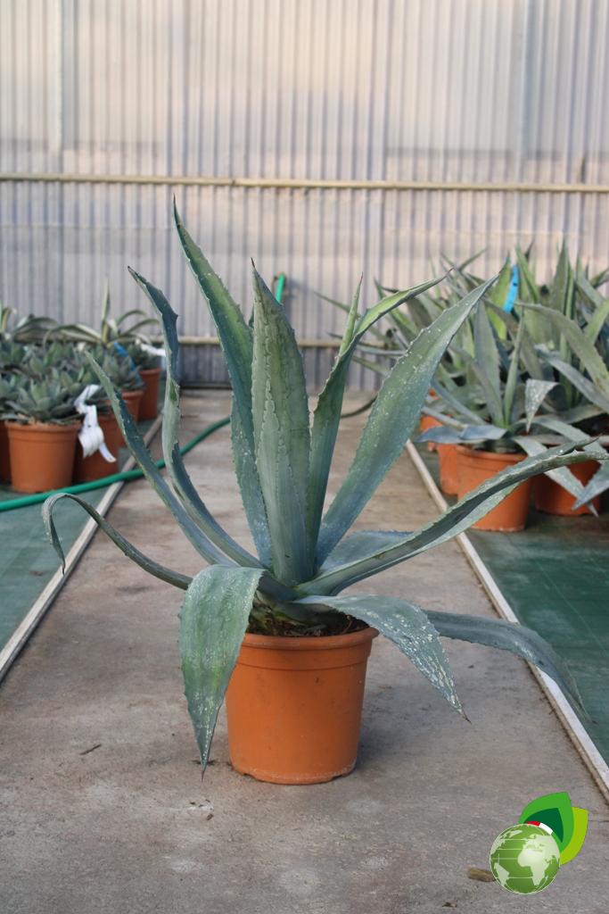 Agave Americana