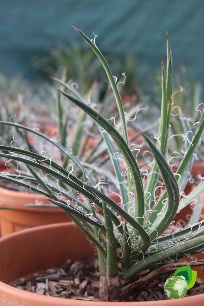 Agave Leopoldii Dettaglio