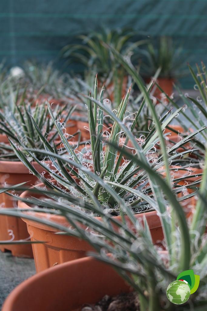 Agave Leopoldii Effetto