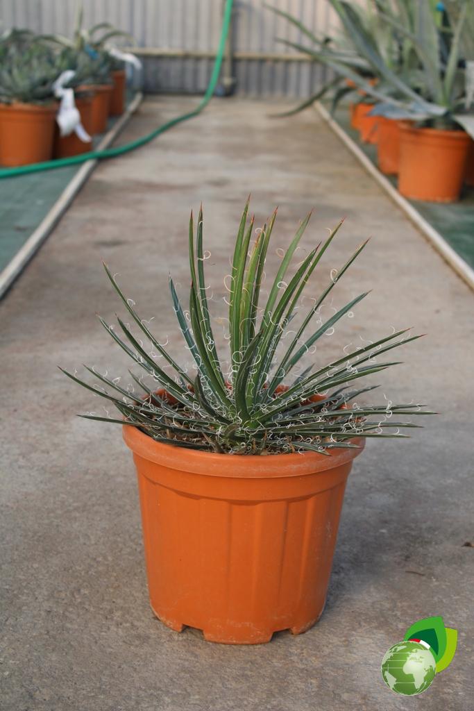 Agave Leopoldii