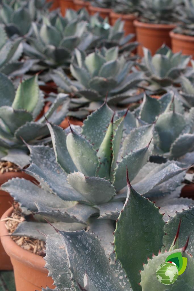 Agave Semmaniana Dettaglio
