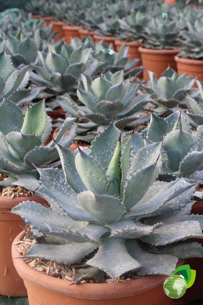 Agave Semmaniana Effetto