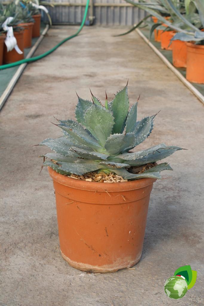 Agave Semmaniana