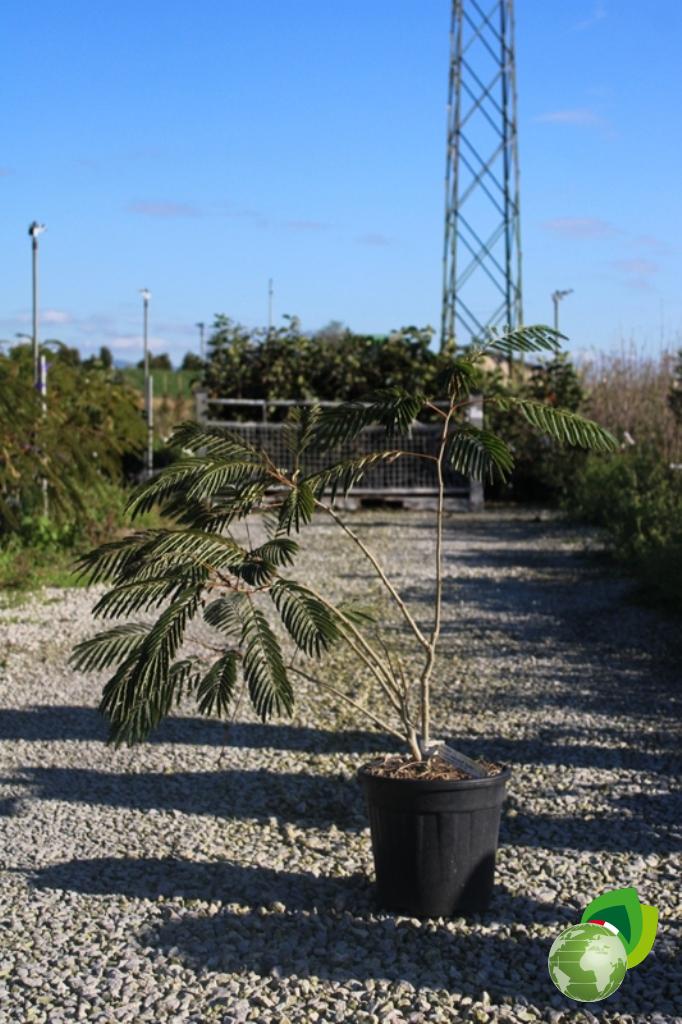 Albizia Julibrissin Ombrella Boubri