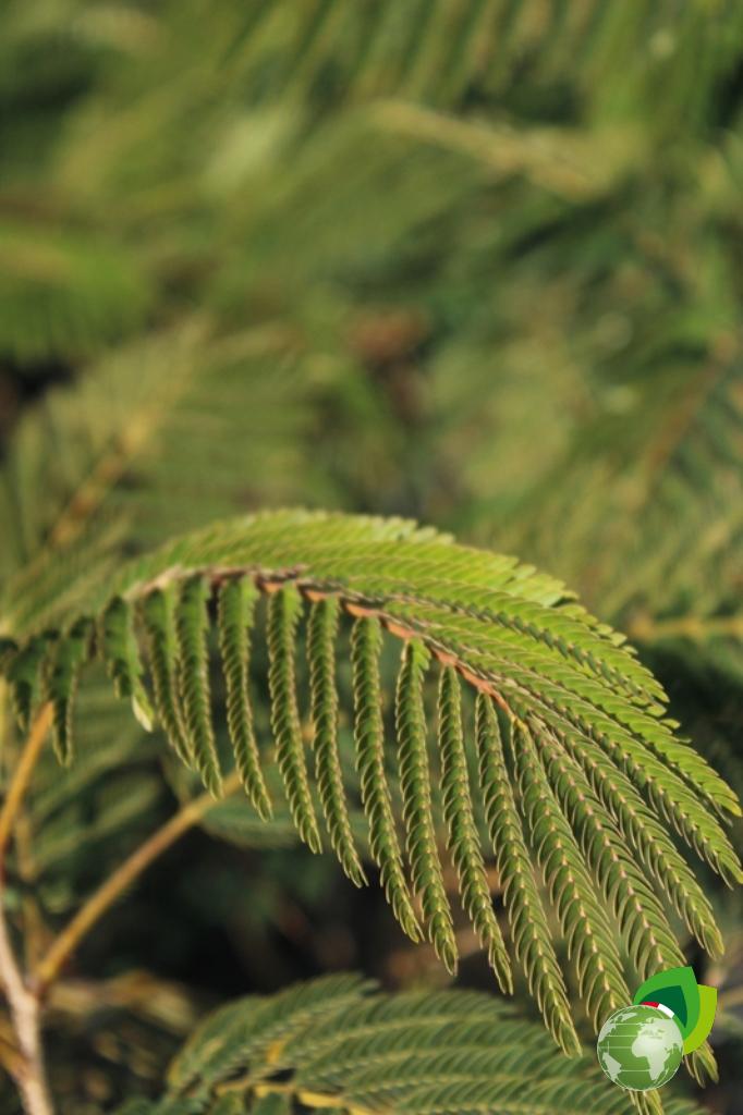 Albizia Julibrissin Ombrella Boubri Dettaglio