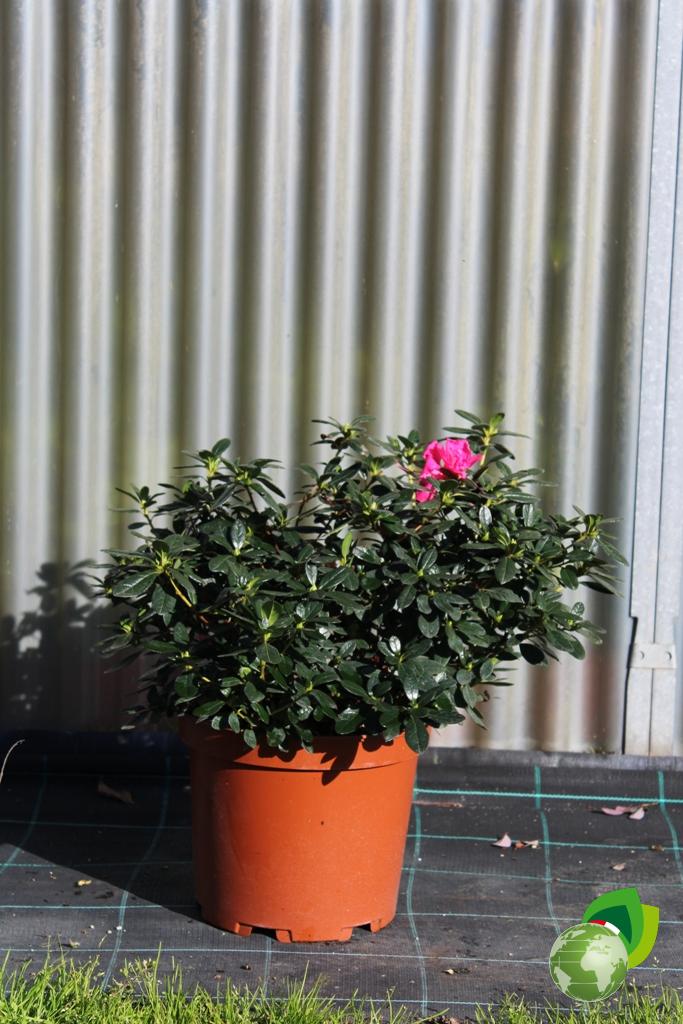 Azalea Japonica