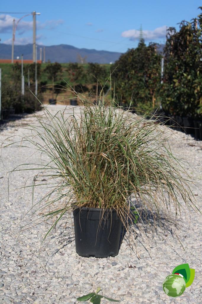 Calamagrostis Variegata V.24