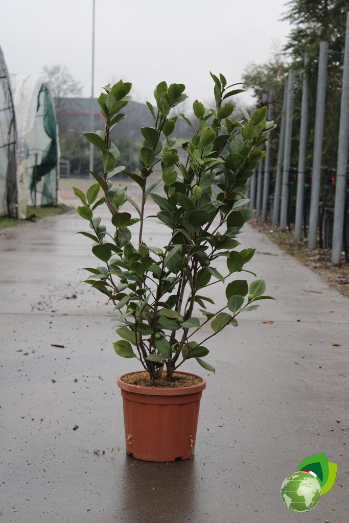 Camelia Japonica V.24
