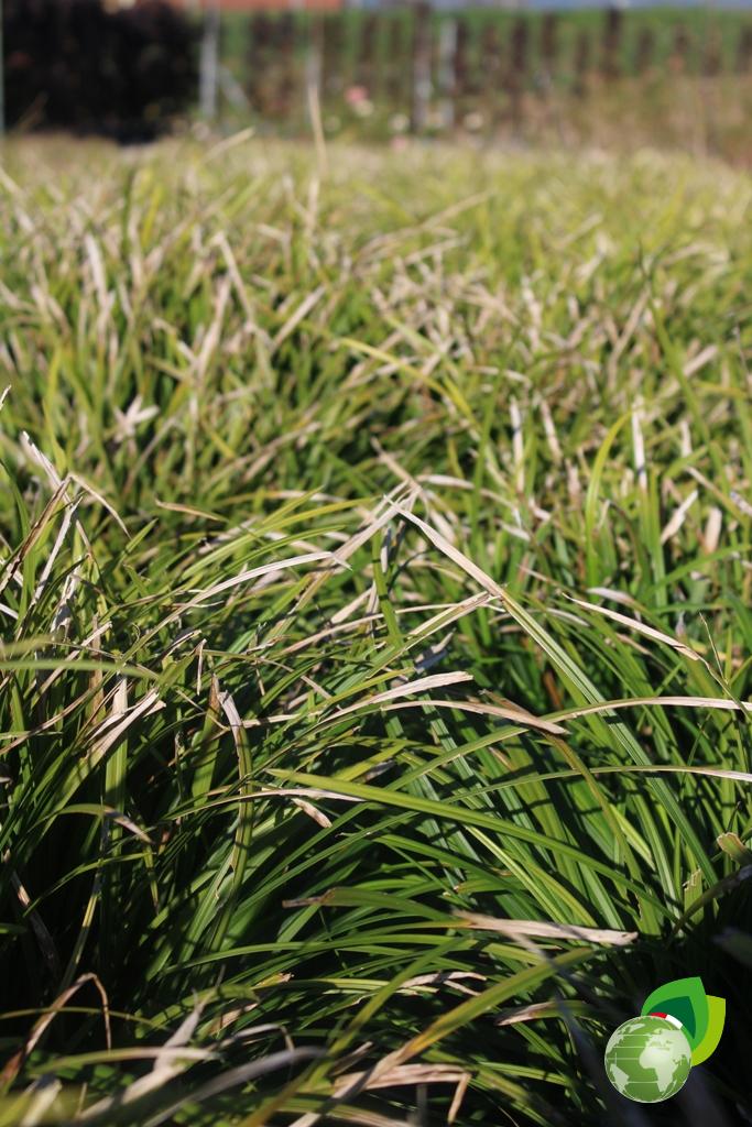 Carex Irish Green Effetto