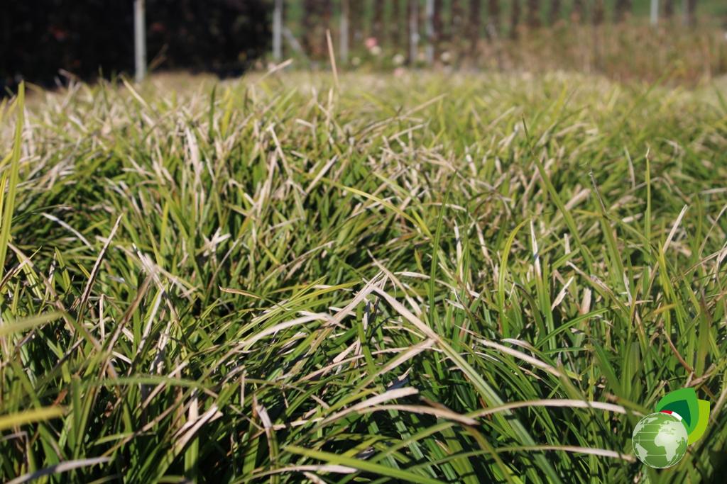 Carex Irish Green Effetto1