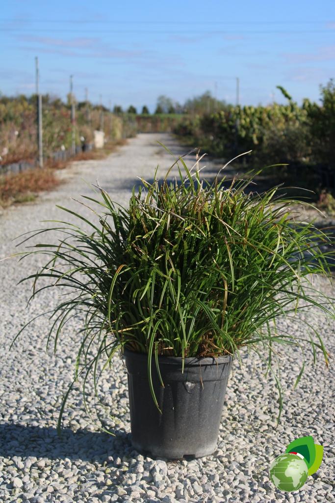 Carex Irish Green V.24