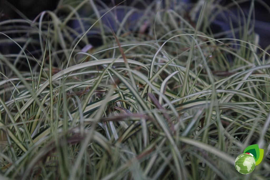 Carex Oshimensis Evergold V.14 Effetto