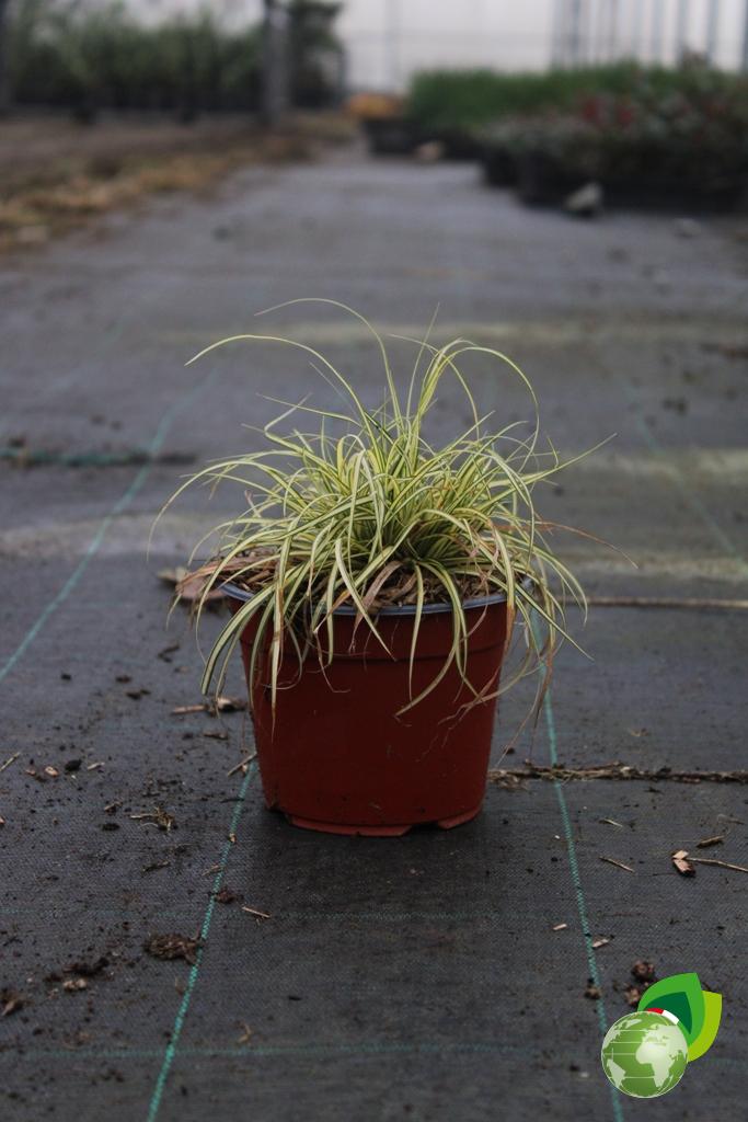 Carex Oshimensis Evergold V.14