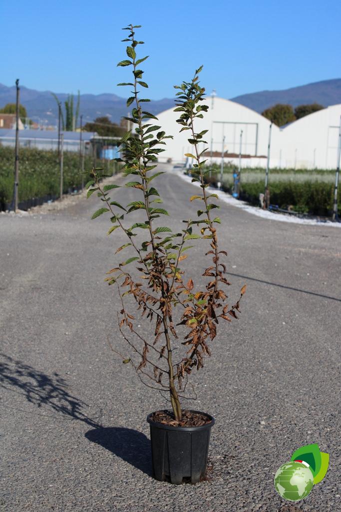 Carpinus Betulus
