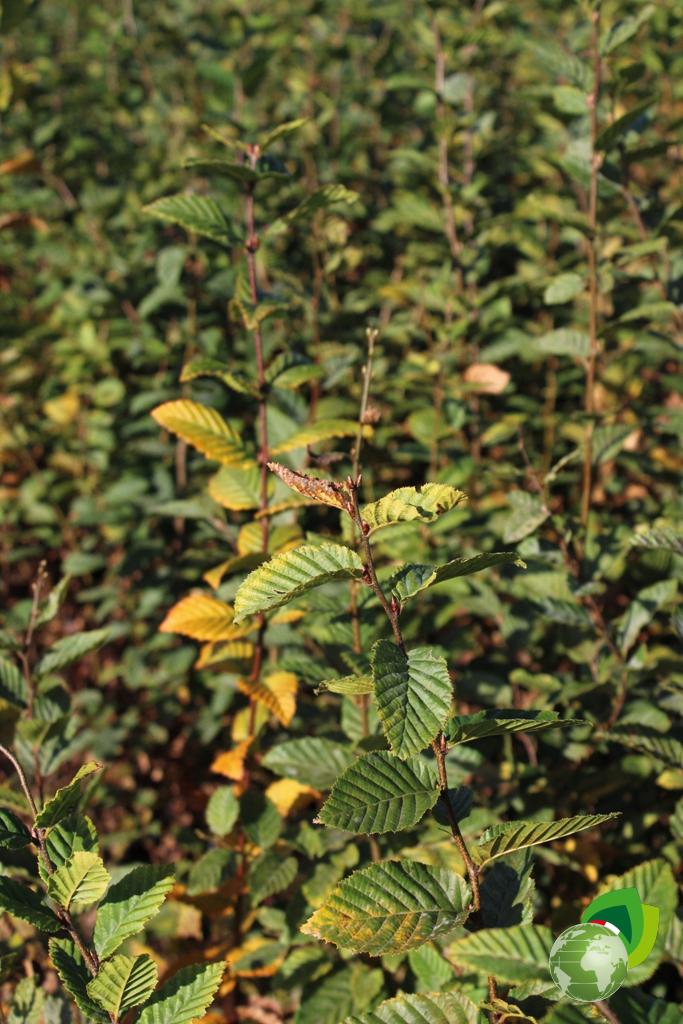 Carpinus Betulus Dettaglio 1