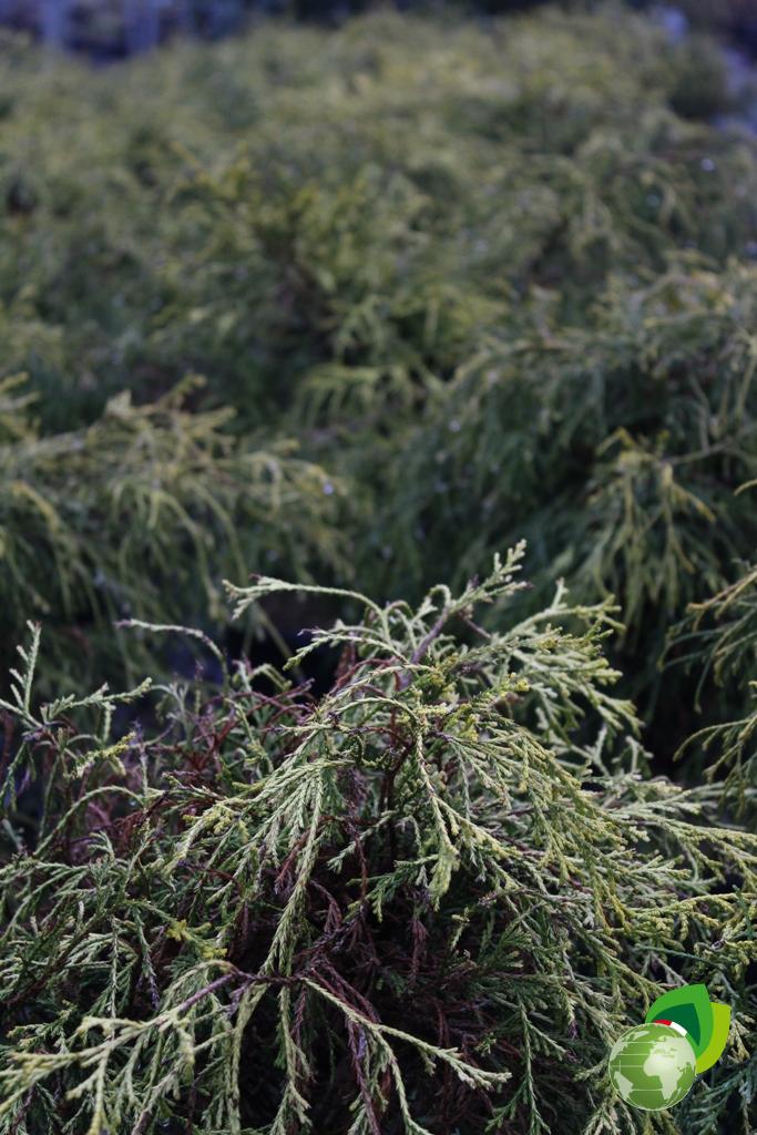 Chamaecyparis Pisifera Filifera Aurea V.24 Dettaglio
