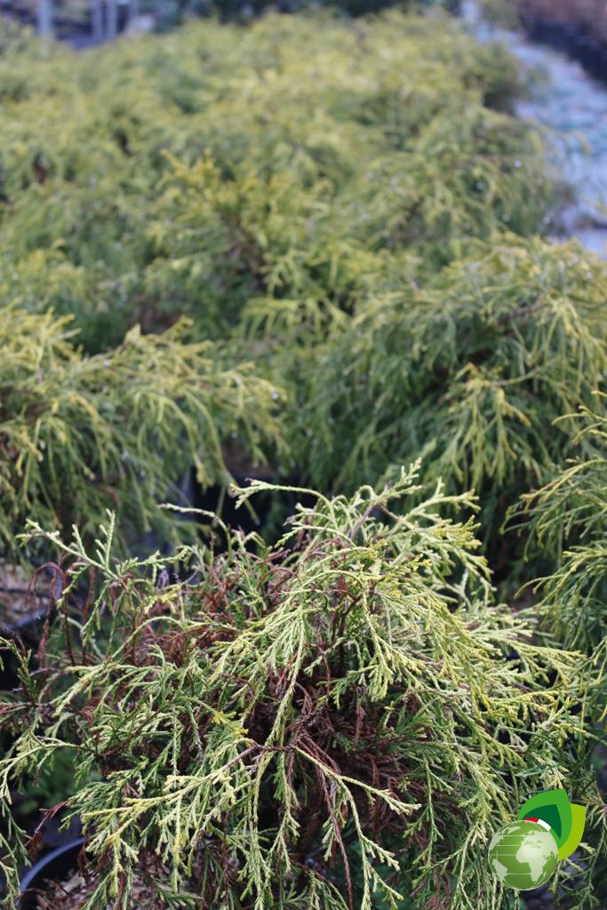 Chamaecyparis Pisifera Filifera Aurea V.24 Effetto
