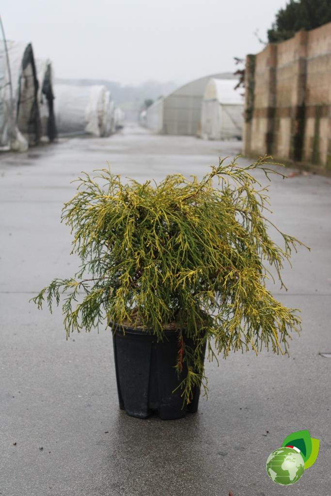 Chamaecyparis Pisifera Filifera Aurea v.24 1