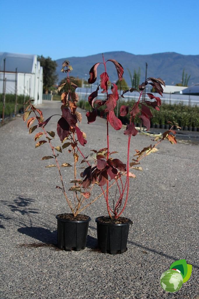 Cornus Sanguinea Winter Fire