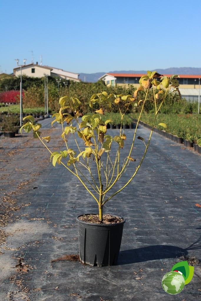 Cornus Satolonifera Flaviramea
