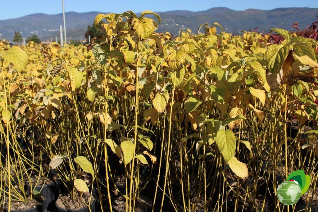 Cornus Stolonifera Flaviramea Effetto