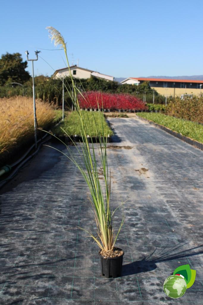 Cortaderia Selloana 1