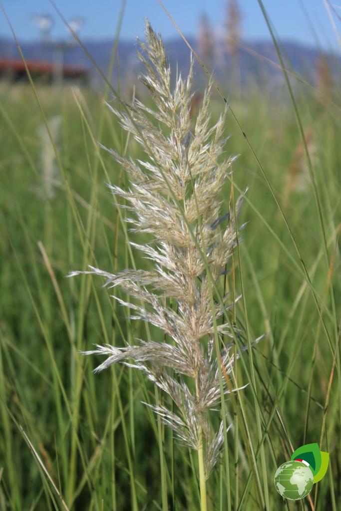 Cortaderia Selloana