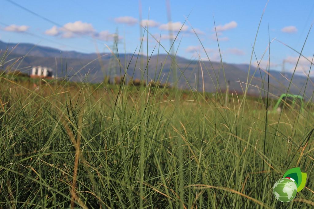Cortaderia Selloana Evita Effetto 1