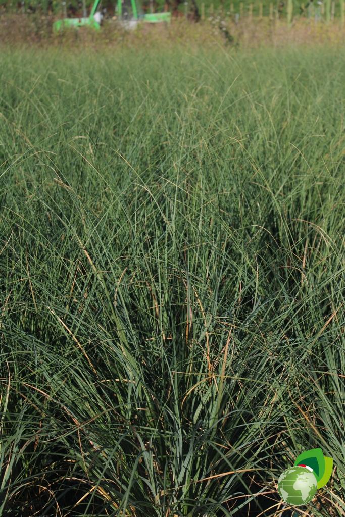 Cortaderia Selloana Evita Effetto