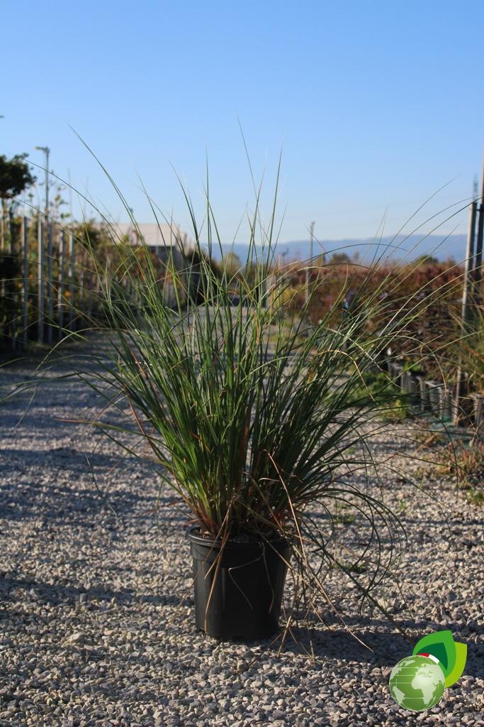 Cortaderia Selloana Evita