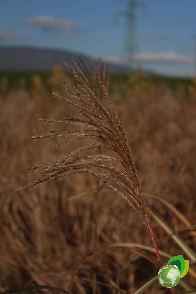Cortaderia Selloana Pumila Dettaglio
