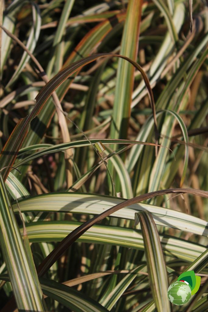Cortaderia Selloana Pumila Effetto