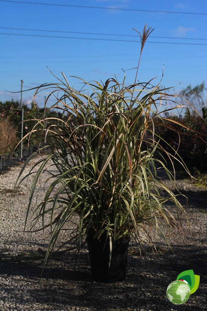 Cortaderia Selloana Pumila