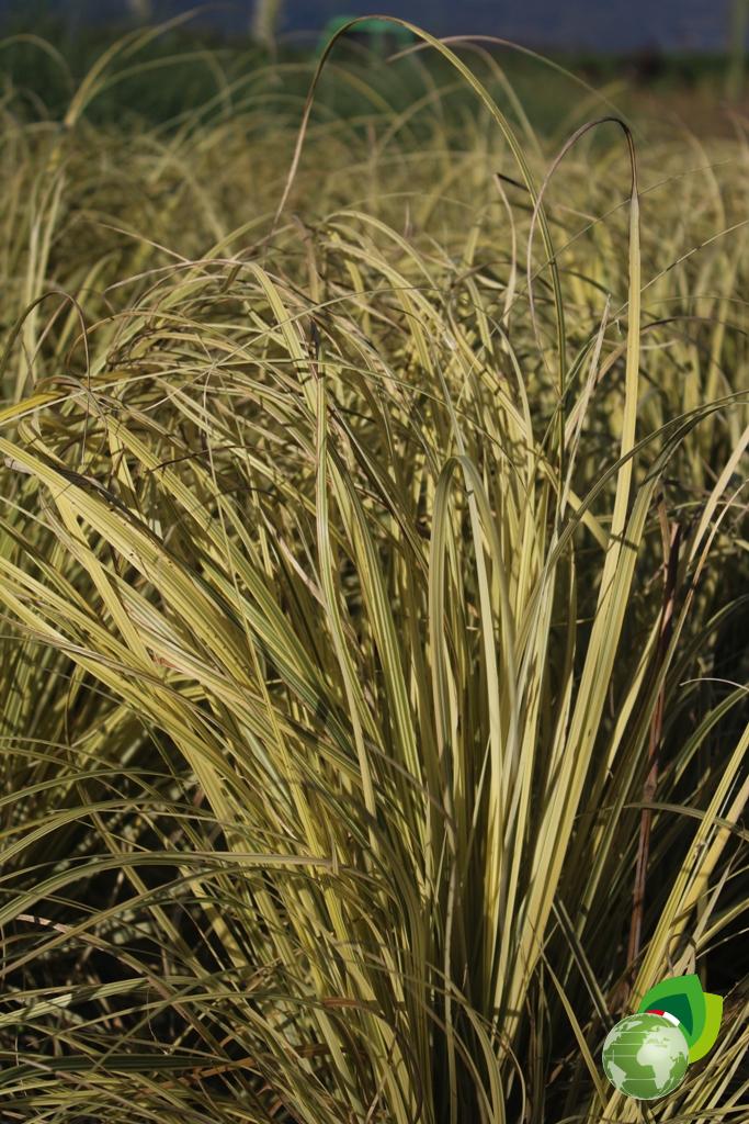 Cortaderia Selloana Splendid Effetto