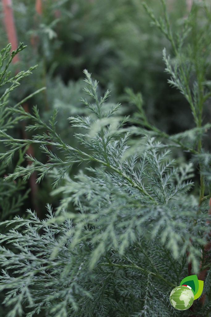 Cupressocyparis Leylandii V.20 Dettaglio