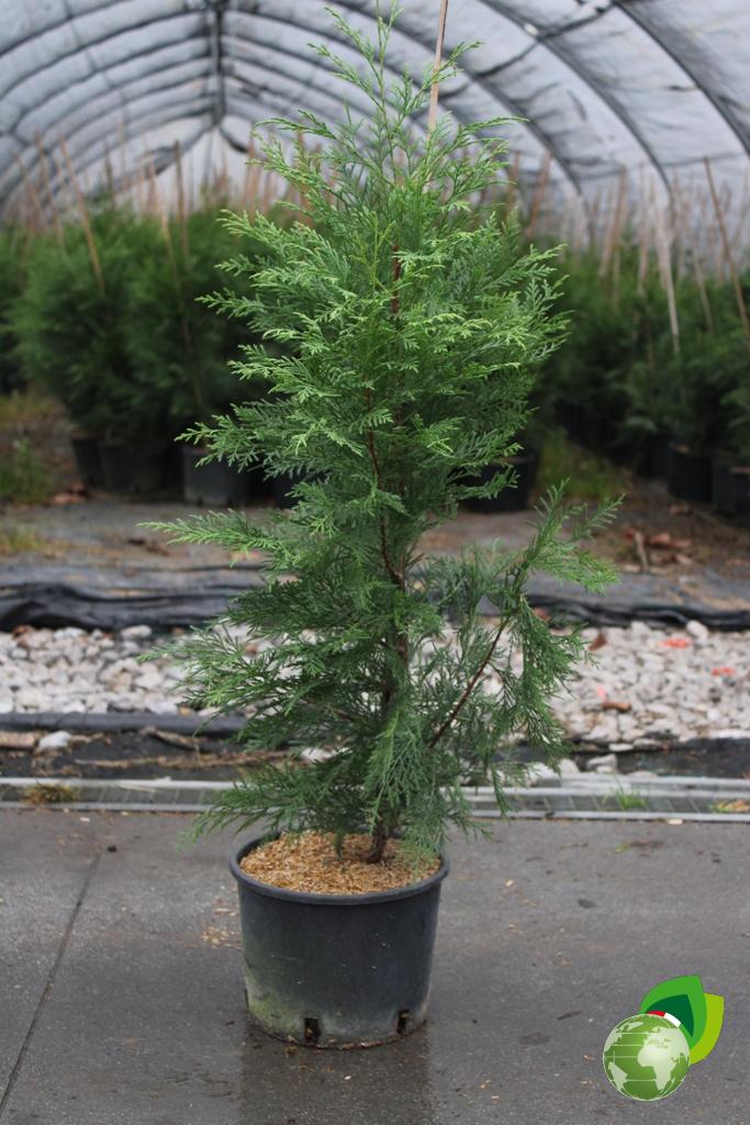 Cupressocyparis Leylandii V.20